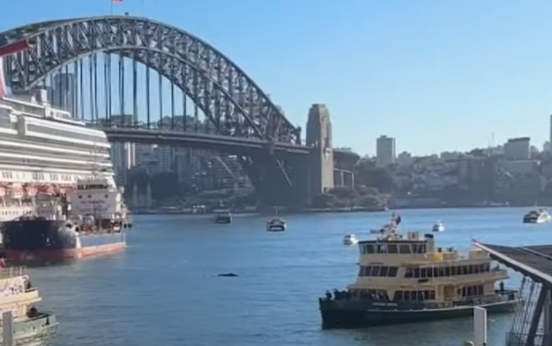 Balena nel porto di Sydney