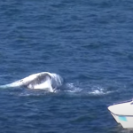 Balena nel porto di Sydney
