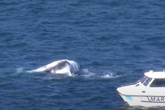Balena nel porto di Sydney