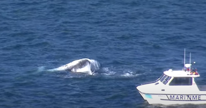 Balena nel porto di Sydney