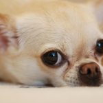 Un chihuahua