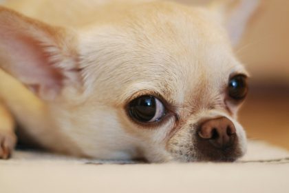 Un chihuahua