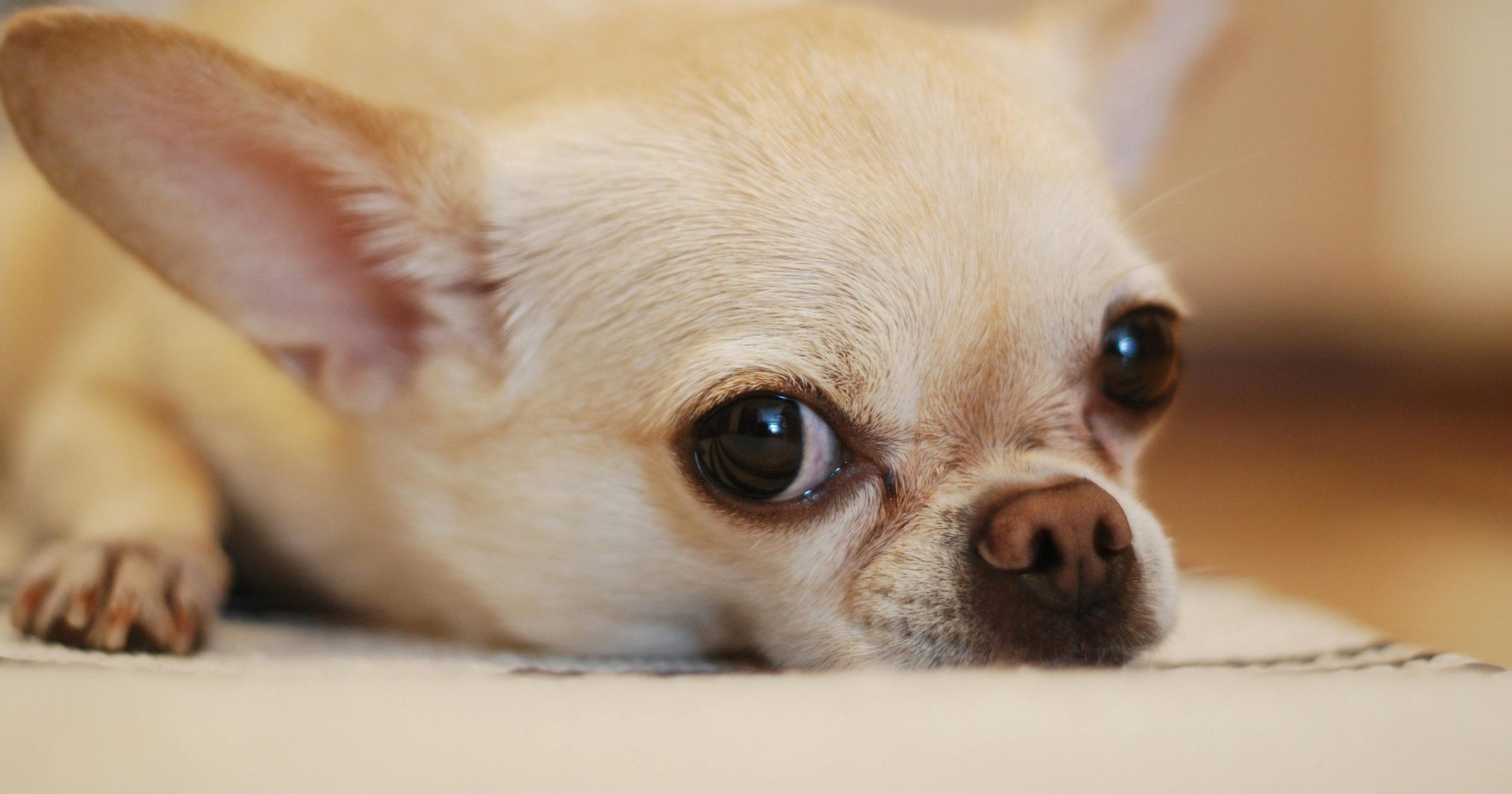 Un chihuahua