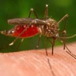 West nile zanzare