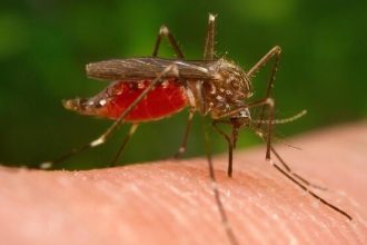 West nile zanzare