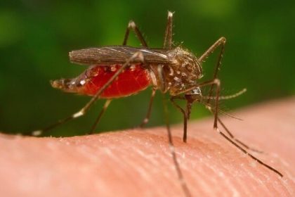 West nile zanzare