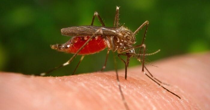 West nile zanzare